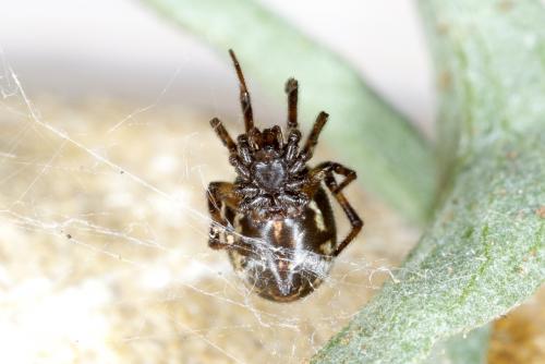 Réf. 191 335 : Steatoda albomaculata